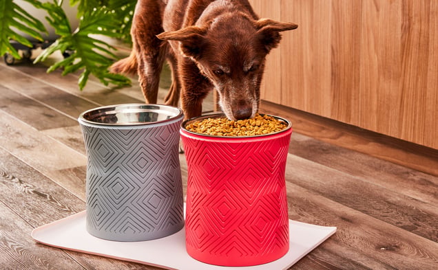 Dog eating out of two Pet Junkie bowls